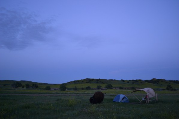 Buffalo eating some grass right next to me two-person tent. 