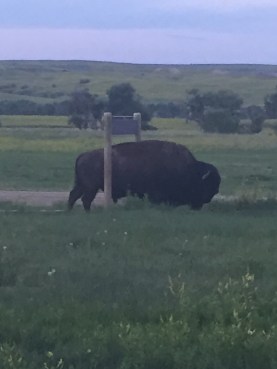 Buffalo scratching on the sign to the campground. 