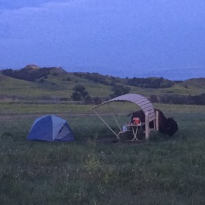 Buffalo scratching on my picnic table. 